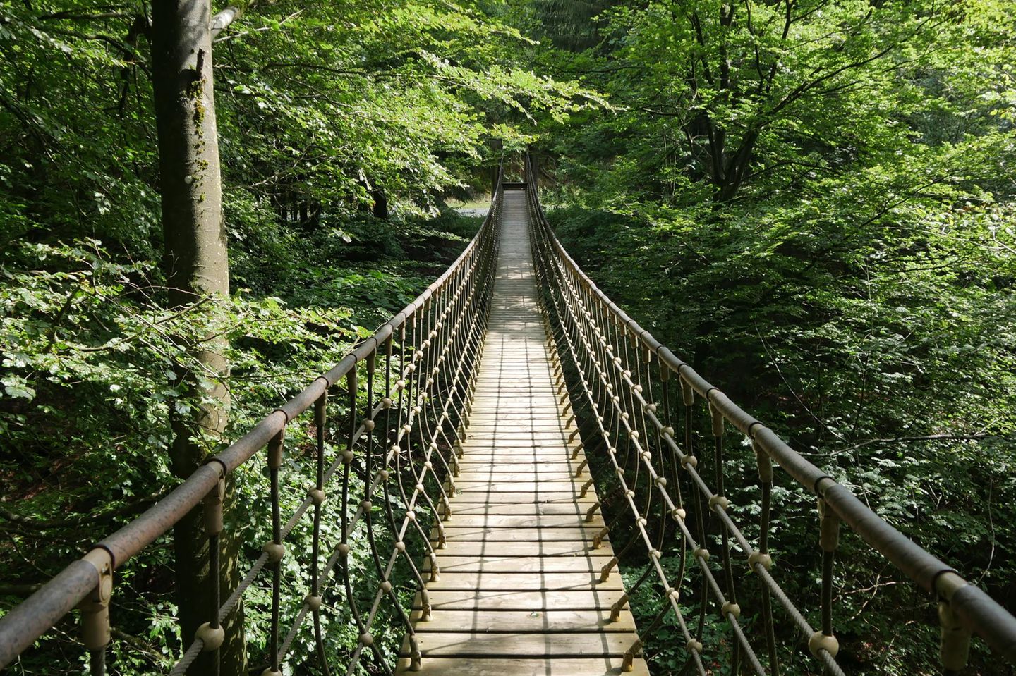Hängebrücke zwischen Bäumen