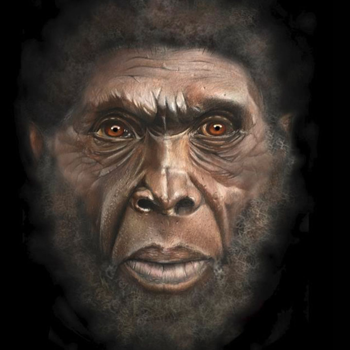 Links eine Illustration eines Homo erectus, rechts ein Backenzahn