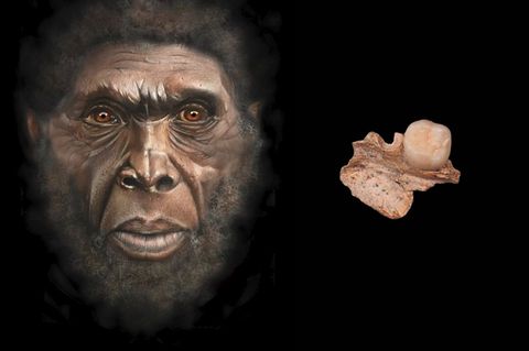 Links eine Illustration eines Homo erectus, rechts ein Backenzahn