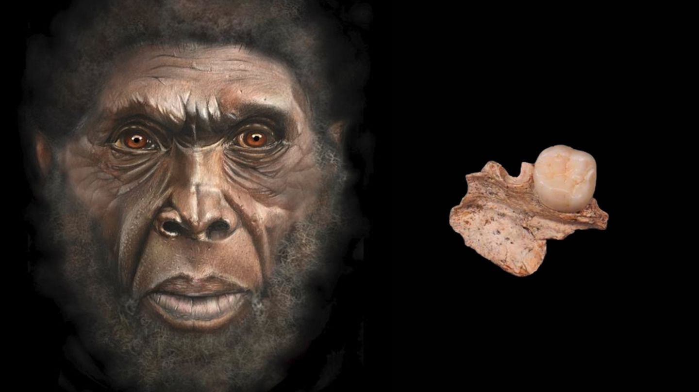 Links eine Illustration eines Homo erectus, rechts ein Backenzahn