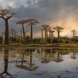 Baobaballee: Affenbrotbäume im Sonnenuntergang