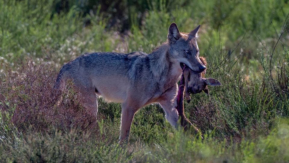 Wolf mit erbeutetem Reh