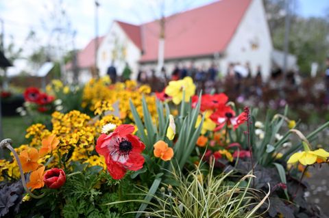 Pflanzen blühen auf dem Gelände der Landesgartenschau Neuss