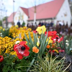 Pflanzen blühen auf dem Gelände der Landesgartenschau Neuss