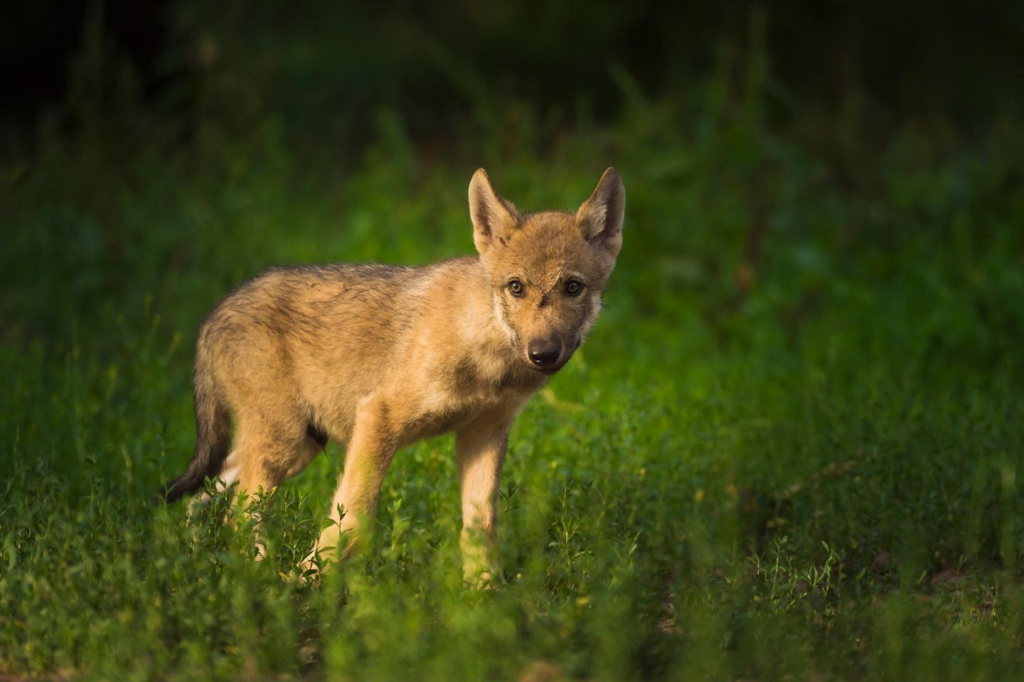 Ein junger europäischer Grauwolf (Canis lupus lupus)
