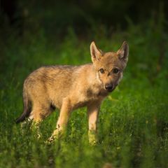 Ein junger europäischer Grauwolf (Canis lupus lupus)