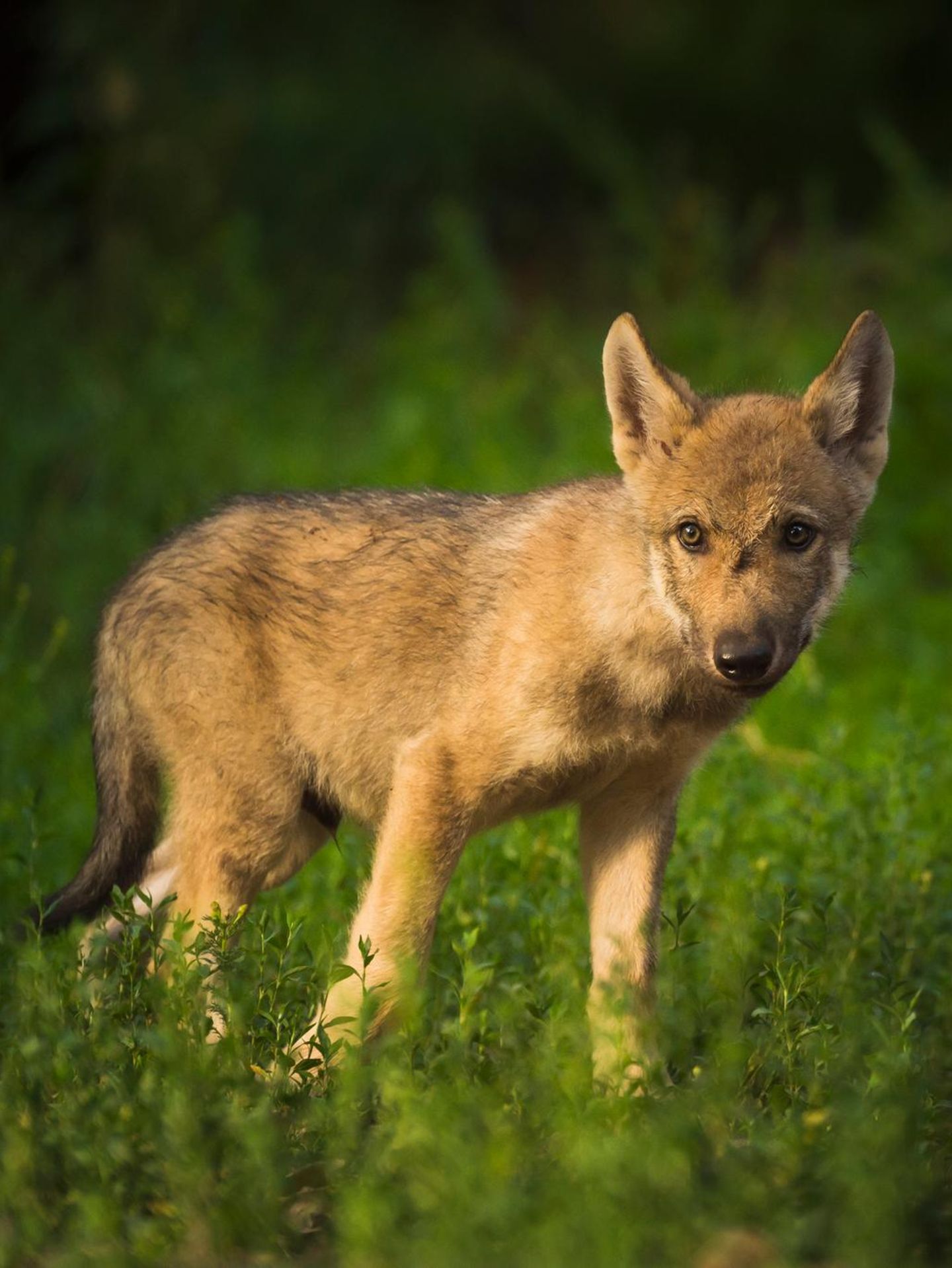 Ein junger europäischer Grauwolf (Canis lupus lupus)