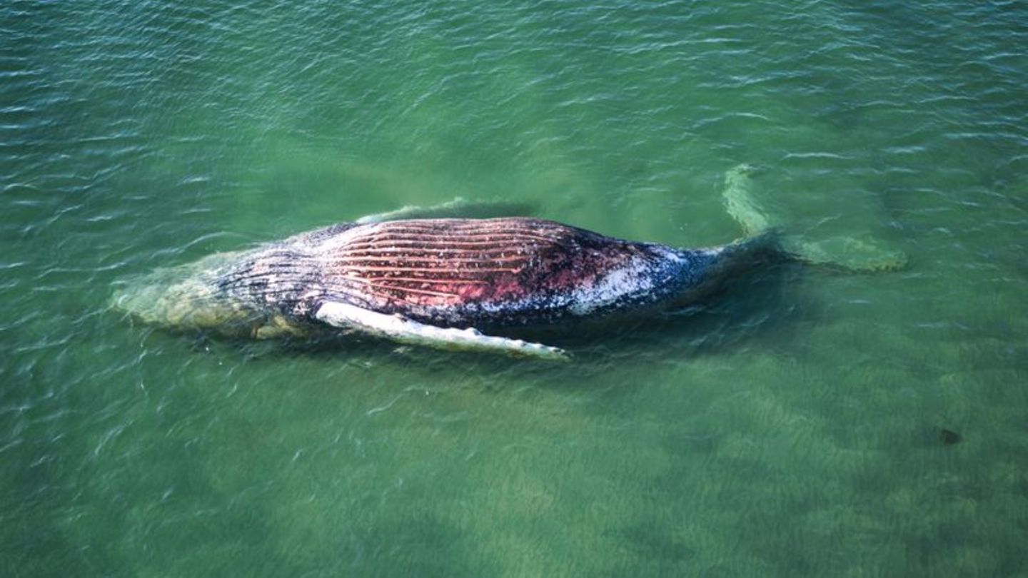 Die Reise des Buckelwals endete im flachen Wasser vor der dänischen Insel Anholt. Foto: Marcus Golejewski/dpa