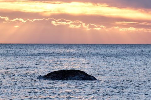 Gestrandeter Wal im Meer