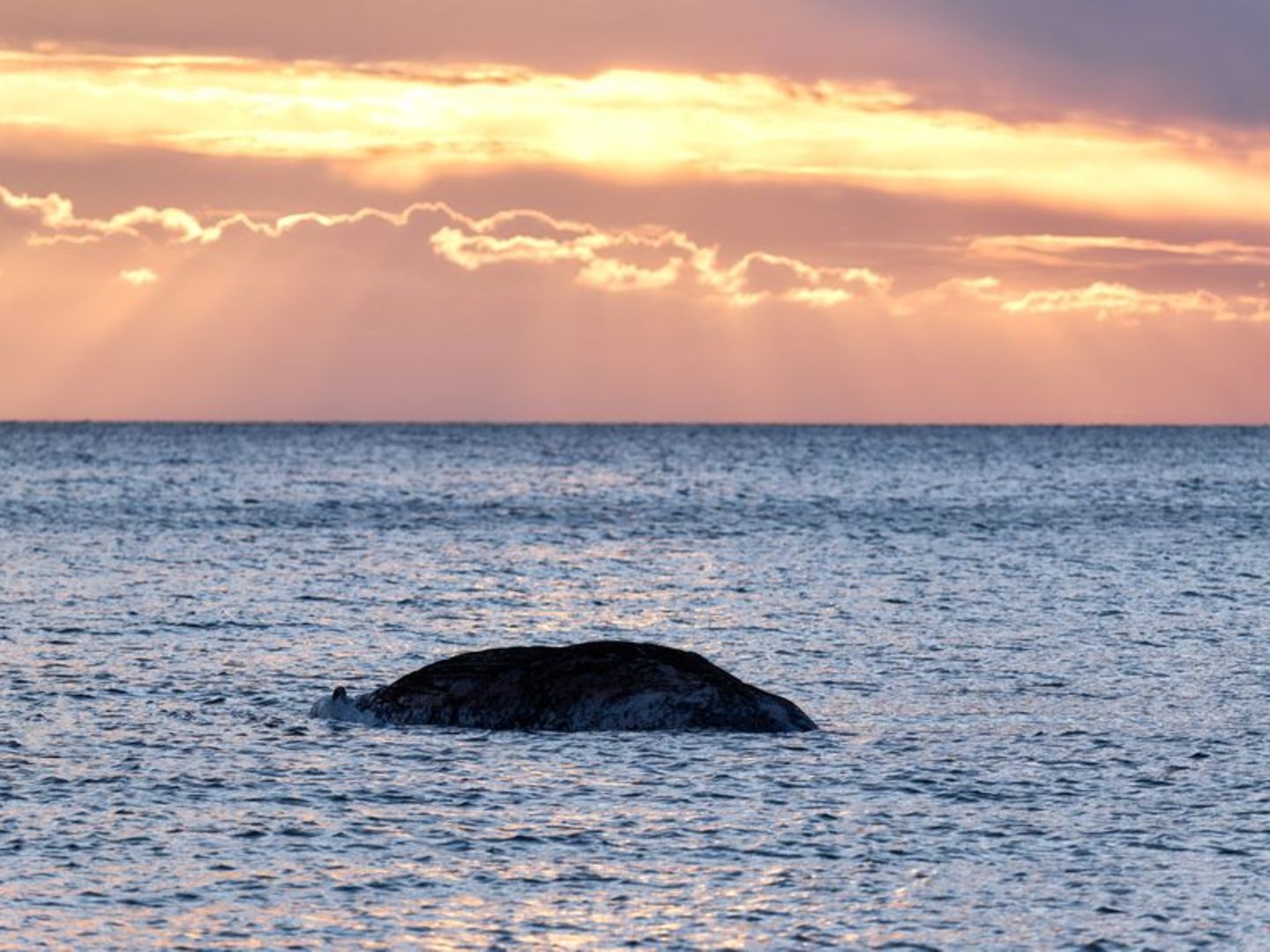 Gestrandeter Wal im Meer