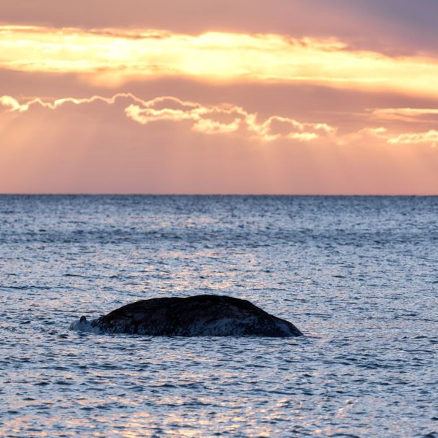 Gestrandeter Wal im Meer