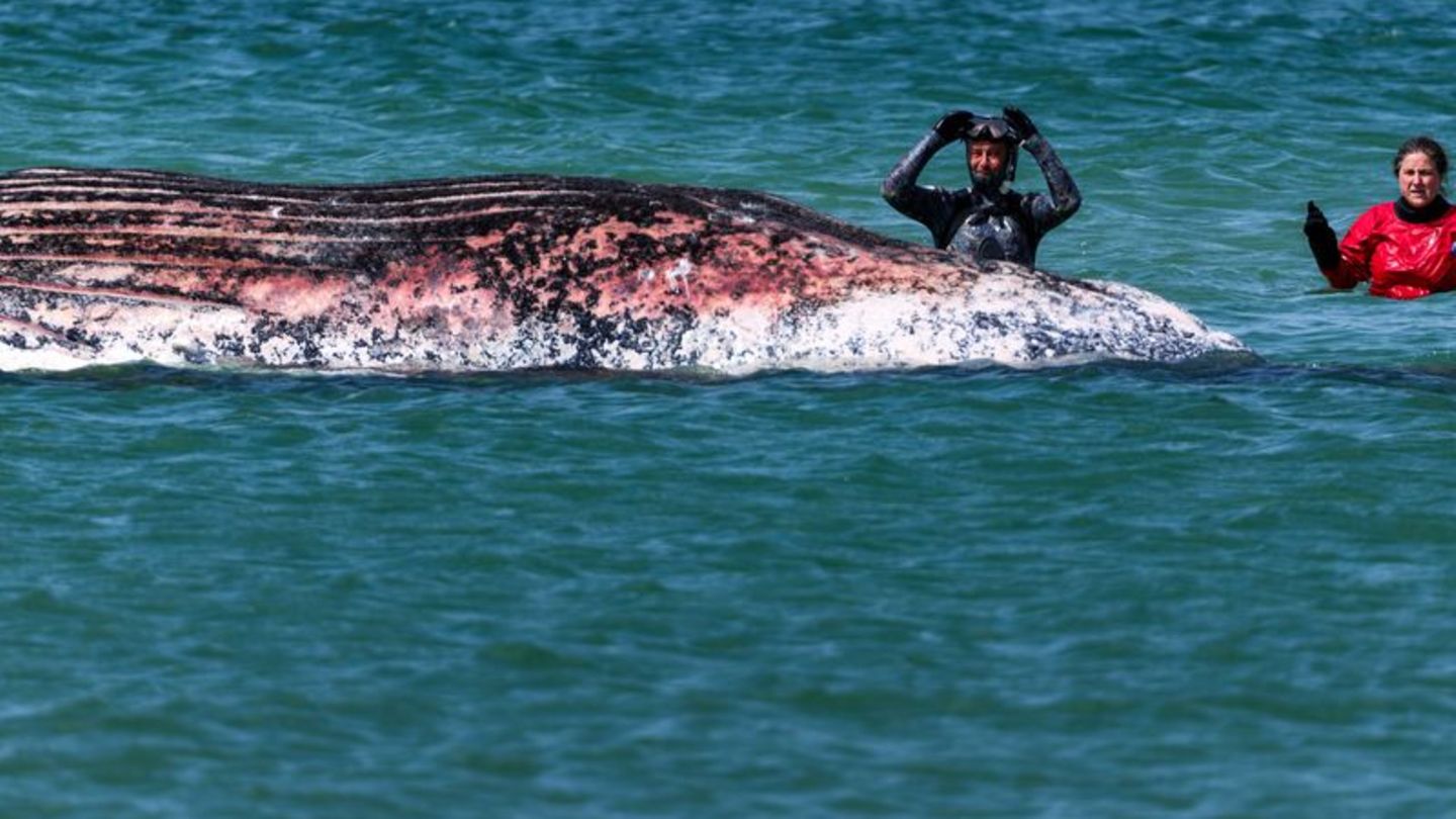 Der Buckelwal vor der dänischen Insel Anholt wurde anhand eines gefundenen Senders identifiziert. (Archivbild) Foto: Marcus Gole