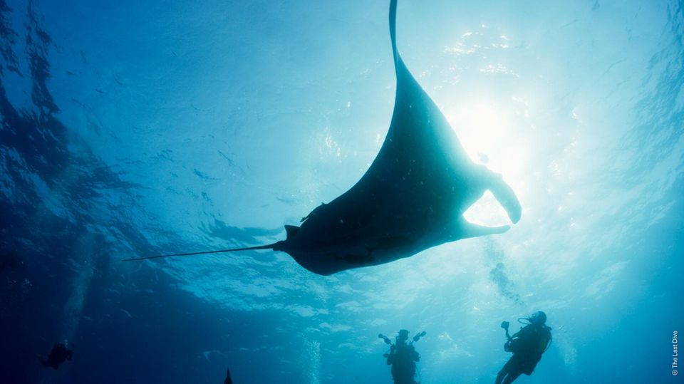 Der Riesenmanta und Terry: eine ungewöhnliche Freundschaft