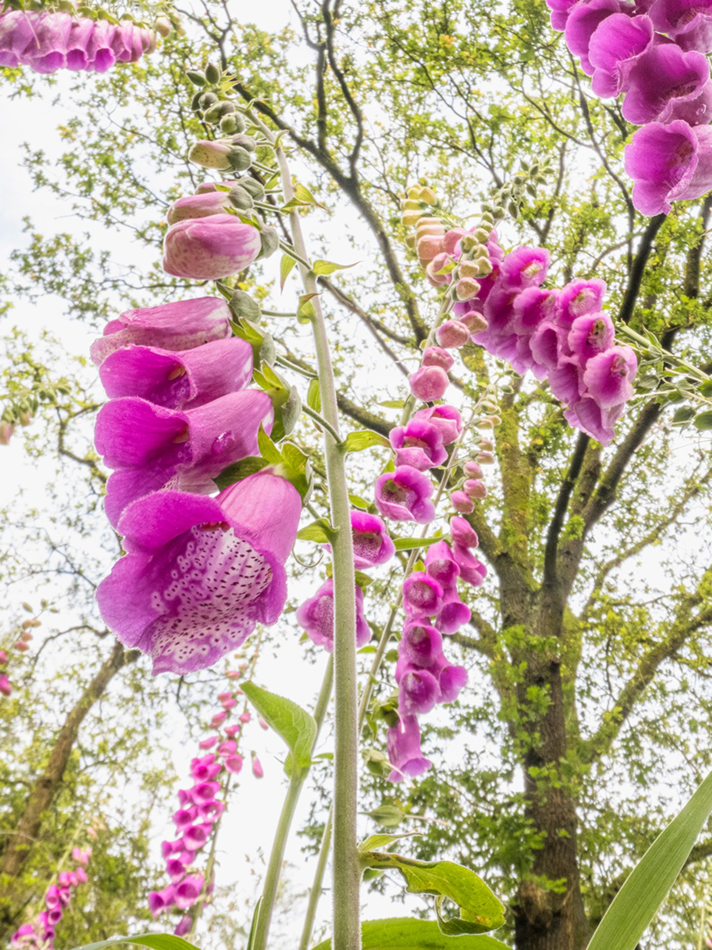 "Was würde eine Ameise sehen, wenn sie beim Gang durch eine Blumenwiese nach oben blickte?", fragte sich der niederländische Fotograf Theo Bosboom. Als ein geeignetes Weitwinkelmakroobjektiv auf den Markt kam, begann er zu experimentieren. Und war begeistert. "Es war, als hätte man mir den Schlüssel zu einer wunderbaren geheimen Welt gegeben", schreibt er zu seiner Bildserie, mit der er 2025 beim Wettbewerb Nature Photographer of the Year den Fred Hazelhoff Portfolio Award gewann.  