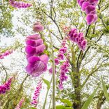 "Was würde eine Ameise sehen, wenn sie beim Gang durch eine Blumenwiese nach oben blickte?", fragte sich der niederländische Fotograf Theo Bosboom. Als ein geeignetes Weitwinkelmakroobjektiv auf den Markt kam, begann er zu experimentieren. Und war begeistert. "Es war, als hätte man mir den Schlüssel zu einer wunderbaren geheimen Welt gegeben", schreibt er zu seiner Bildserie, mit der er 2025 beim Wettbewerb Nature Photographer of the Year den Fred Hazelhoff Portfolio Award gewann.  