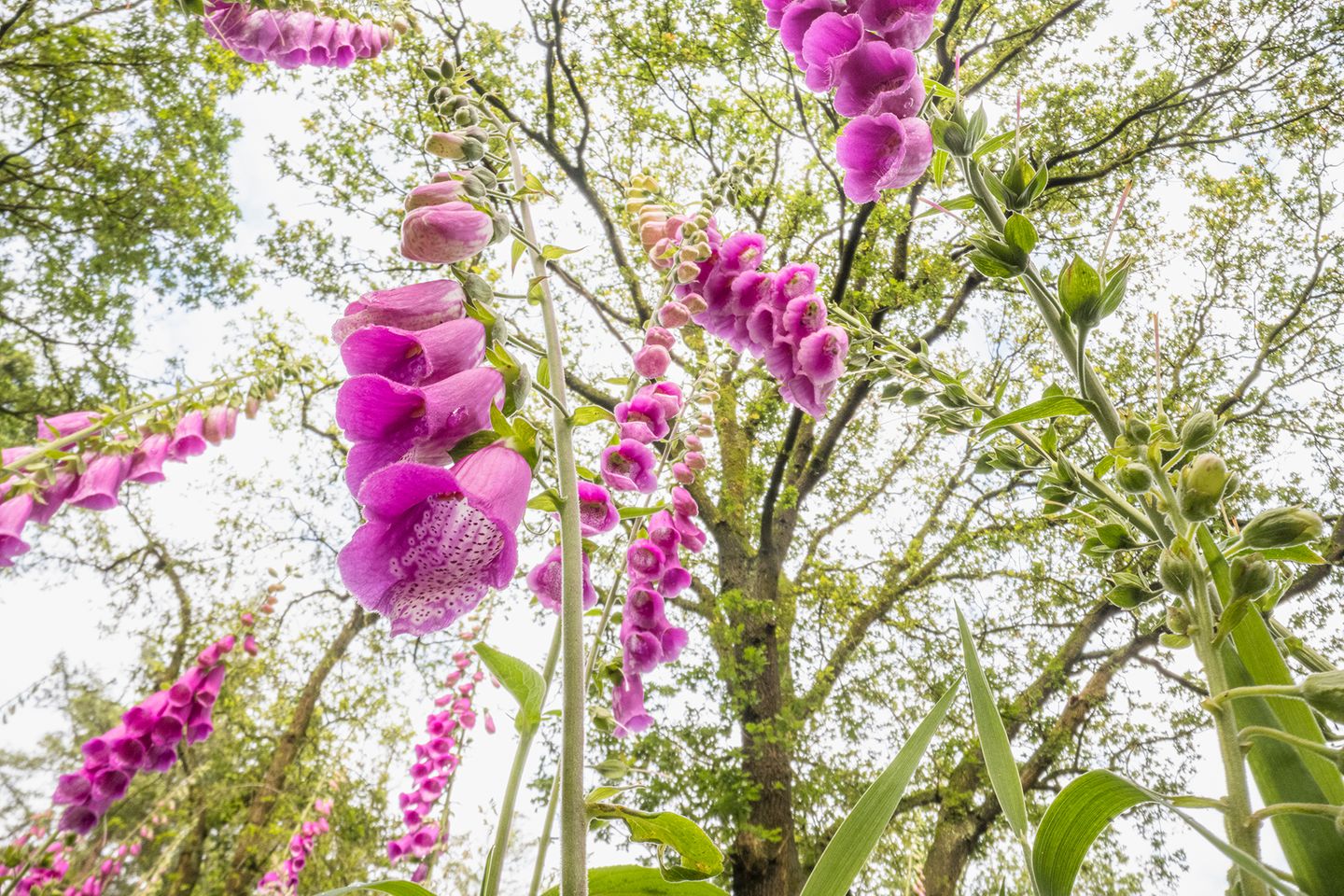 "Was würde eine Ameise sehen, wenn sie beim Gang durch eine Blumenwiese nach oben blickte?", fragte sich der niederländische Fotograf Theo Bosboom. Als ein geeignetes Weitwinkelmakroobjektiv auf den Markt kam, begann er zu experimentieren. Und war begeistert. "Es war, als hätte man mir den Schlüssel zu einer wunderbaren geheimen Welt gegeben", schreibt er zu seiner Bildserie, mit der er 2025 beim Wettbewerb Nature Photographer of the Year den Fred Hazelhoff Portfolio Award gewann.  