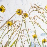 Bosboom porträtiert Blüten nicht, wie in der klassischen Makrofotografie, von oben oder von der Seite. Indem er die Käferperspektive einnimmt, zeigt er, wie sie sich dem Himmel entgegenrecken; der Zusammenhang von Blüte, Farbe und Licht wird erlebbar. Seine Standorte waren nicht nur besonders naturnahe Schutzgebiete, Wälder und Dünen – sondern auch Straßenränder und Stadtparks.