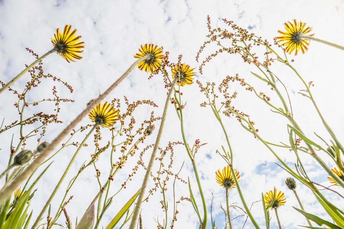 Bosboom porträtiert Blüten nicht, wie in der klassischen Makrofotografie, von oben oder von der Seite. Indem er die Käferperspektive einnimmt, zeigt er, wie sie sich dem Himmel entgegenrecken; der Zusammenhang von Blüte, Farbe und Licht wird erlebbar. Seine Standorte waren nicht nur besonders naturnahe Schutzgebiete, Wälder und Dünen – sondern auch Straßenränder und Stadtparks.