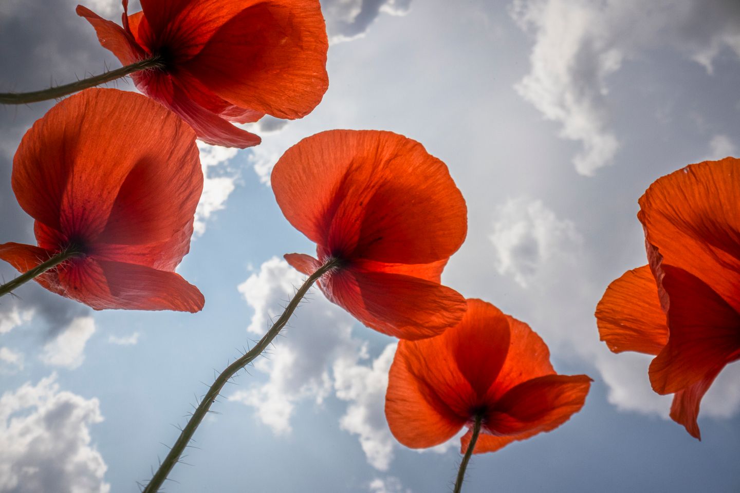 Durch das Fotografieren in der Blumenwiese wurde Bosboom noch auf etwas anderes aufmerksam: Es surrte und schwirrte nicht. Die Blütenbesucher fehlten. Insekten und andere Bestäuber sind in Westeuropa in den vergangenen Jahrzehnten dramatisch zurückgegangen. Der Hauptgrund sind Pestizide und Monokulturen, das Verschwinden wilder Ecken und Wiesen.