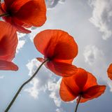 Durch das Fotografieren in der Blumenwiese wurde Bosboom noch auf etwas anderes aufmerksam: Es surrte und schwirrte nicht. Die Blütenbesucher fehlten. Insekten und andere Bestäuber sind in Westeuropa in den vergangenen Jahrzehnten dramatisch zurückgegangen. Der Hauptgrund sind Pestizide und Monokulturen, das Verschwinden wilder Ecken und Wiesen.