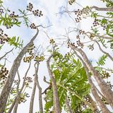 Zahlreiche Insektenarten sind auf den Rainfarn als Futterpflanze angewiesen. In diesem Bild inszeniert Bosboom nicht das blendende Gelb seiner Blüten. Sondern das Nebeneinander von lebenden und abgestorbenen Stängeln aus dem vergangenen Jahr.