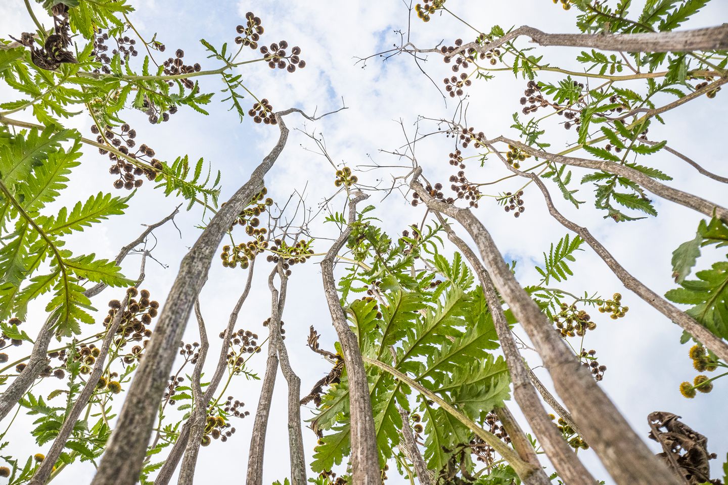 Zahlreiche Insektenarten sind auf den Rainfarn als Futterpflanze angewiesen. In diesem Bild inszeniert Bosboom nicht das blendende Gelb seiner Blüten. Sondern das Nebeneinander von lebenden und abgestorbenen Stängeln aus dem vergangenen Jahr.