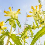Der Große Klappertopf (Rhinanthus angustifolius) liebt nährstoffarme und etwas feuchte Standorte. Doch die wurden nicht nur in Deutschland in den vergangenen Jahrzehnten durch Entwässerung, Düngung und häufigere Mahd in blütenarmes Grünland umgewandelt. Heute steht die Pflanze hierzulande auf der Roten Liste der bedrohten Blütenpflanzen.