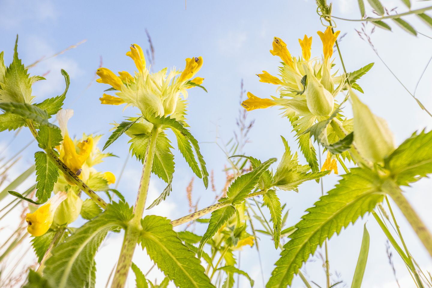 Der Große Klappertopf (Rhinanthus angustifolius) liebt nährstoffarme und etwas feuchte Standorte. Doch die wurden nicht nur in Deutschland in den vergangenen Jahrzehnten durch Entwässerung, Düngung und häufigere Mahd in blütenarmes Grünland umgewandelt. Heute steht die Pflanze hierzulande auf der Roten Liste der bedrohten Blütenpflanzen.