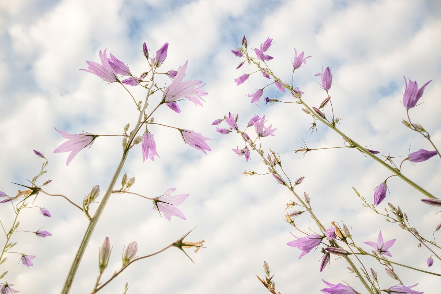 Fragile Schönheit: Heute kaum noch bekannt, wurde die Rapunzel-Glockenblume seit dem Mittelalter für die Verwendung in der Küche angebaut. Vielerorts ist die Pflanze in freier Natur ein typisches Kulturrelikt.