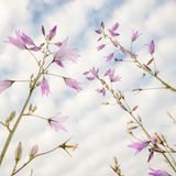 Fragile Schönheit: Heute kaum noch bekannt, wurde die Rapunzel-Glockenblume seit dem Mittelalter für die Verwendung in der Küche angebaut. Vielerorts ist die Pflanze in freier Natur ein typisches Kulturrelikt.