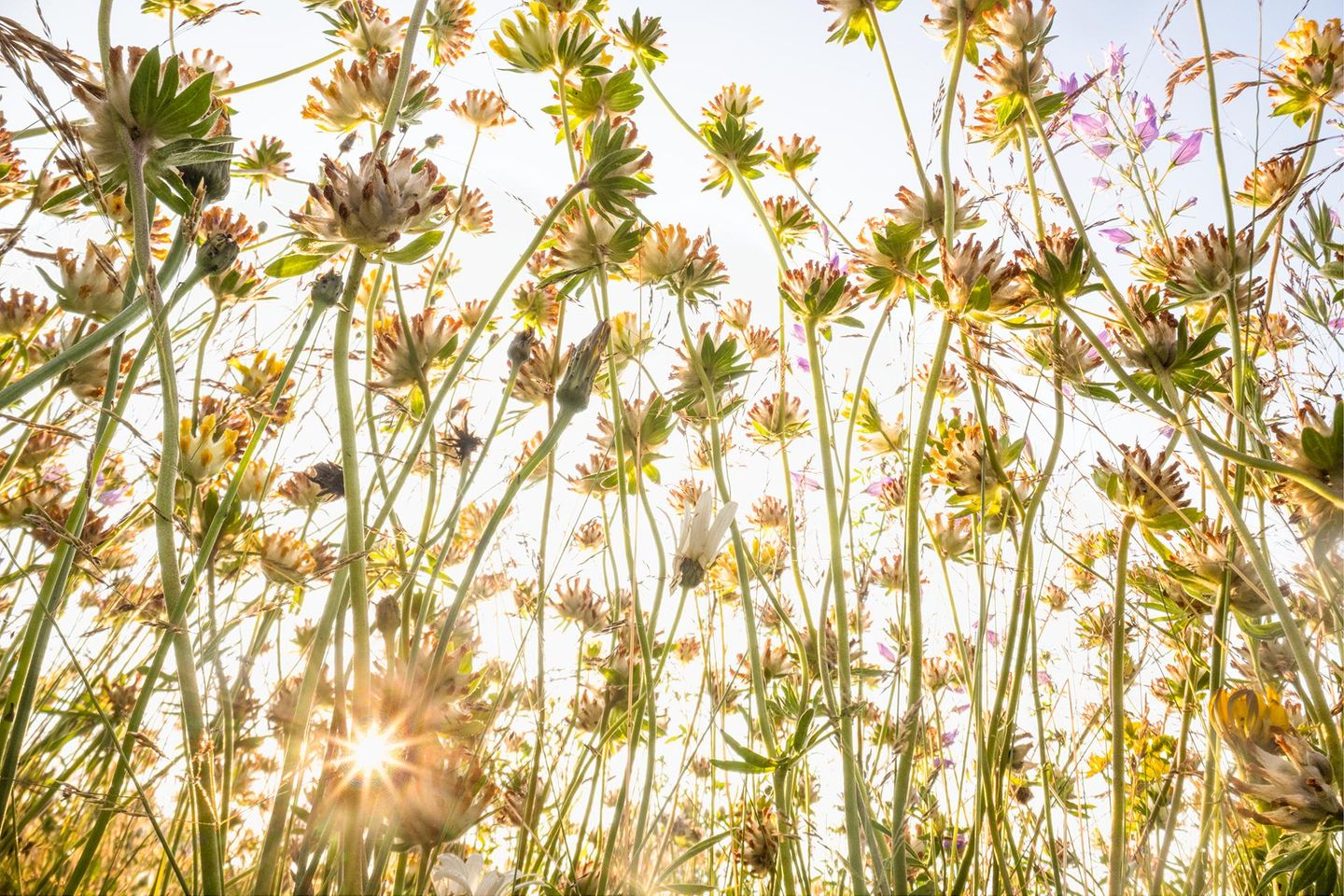 Wundklee wurde, wie der Name vermuten lässt, in vergangenen Zeiten verwendet, um Wunden zu heilen. Das Fotoprojekt heilte vielleicht keine Wunden, brachte dem Fotografen aber "Freude und neue Hoffnung" in einer Zeit mit oft beunruhigenden und niederschmetternden Nachrichten. Es erinnerte ihn daran, schreibt er, dass es vor der Haustür noch so viel Schönheit gibt – Schönheit, die zu schützen sich lohnt.
