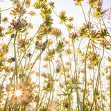 Wundklee wurde, wie der Name vermuten lässt, in vergangenen Zeiten verwendet, um Wunden zu heilen. Das Fotoprojekt heilte vielleicht keine Wunden, brachte dem Fotografen aber "Freude und neue Hoffnung" in einer Zeit mit oft beunruhigenden und niederschmetternden Nachrichten. Es erinnerte ihn daran, schreibt er, dass es vor der Haustür noch so viel Schönheit gibt – Schönheit, die zu schützen sich lohnt.