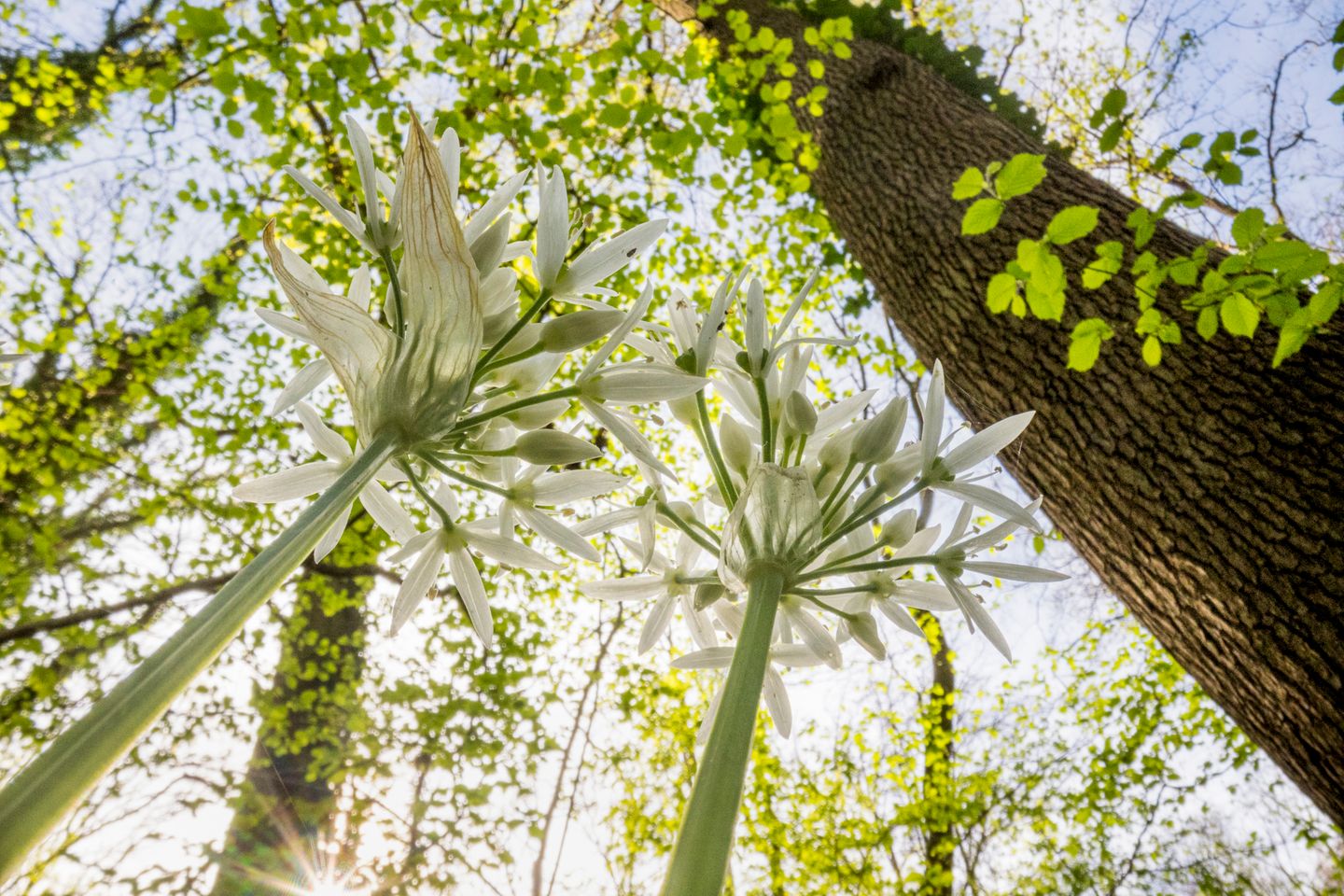 Viel zu schön, um sie zu essen: In einem Stadtpark mit Laubbäumen recken sich die Blüten des Bärlauchs in die Höhe. "Naturfotografen neigen noch immer dazu, diese Form urbaner Natur als minderwertig gegenüber der 'echten' Natur in Nationalparks und Naturschutzgebieten anzusehen", schreibt der Fotograf. "In Wirklichkeit aber können all diese verstreuten kleinen Flächen für die Biodiversität ebenso wichtig sein wie jene Schutzgebiete."
