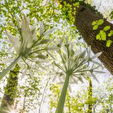 Viel zu schön, um sie zu essen: In einem Stadtpark mit Laubbäumen recken sich die Blüten des Bärlauchs in die Höhe. "Naturfotografen neigen noch immer dazu, diese Form urbaner Natur als minderwertig gegenüber der 'echten' Natur in Nationalparks und Naturschutzgebieten anzusehen", schreibt der Fotograf. "In Wirklichkeit aber können all diese verstreuten kleinen Flächen für die Biodiversität ebenso wichtig sein wie jene Schutzgebiete."
