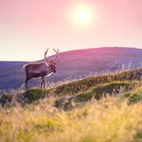 Rentiere, Elche, Braunbären, Wölfe und Adler leben hier: kein Wunder, schließlich ist Finnland das waldreichste Land Europas. Die einzigartige Natur im hohen Norden bietet wunderbare Bedingungen zum Wandern, Mountainbiken, Paddeln oder Rudern. Ein lohnendes Ziel ist zum Beispiel Ruka-Kuusamo im Nordosten, das zu Finnisch-Lappland gehört. Zu entdecken gibt es grasige Moore, wilde Fjälls, uralte Felsmalereien und duftende Kiefernheiden.