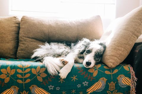 Hund liegt auf dem Sofa und schaut aufmerksam in die Kamera