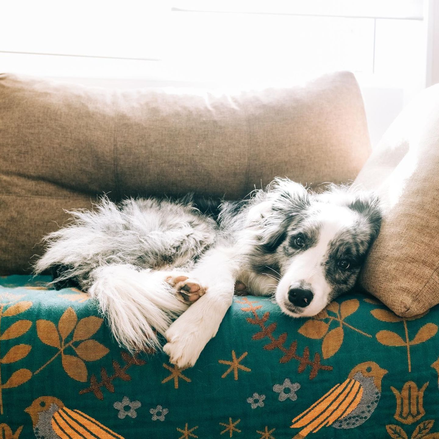 Hund liegt auf dem Sofa und schaut aufmerksam in die Kamera
