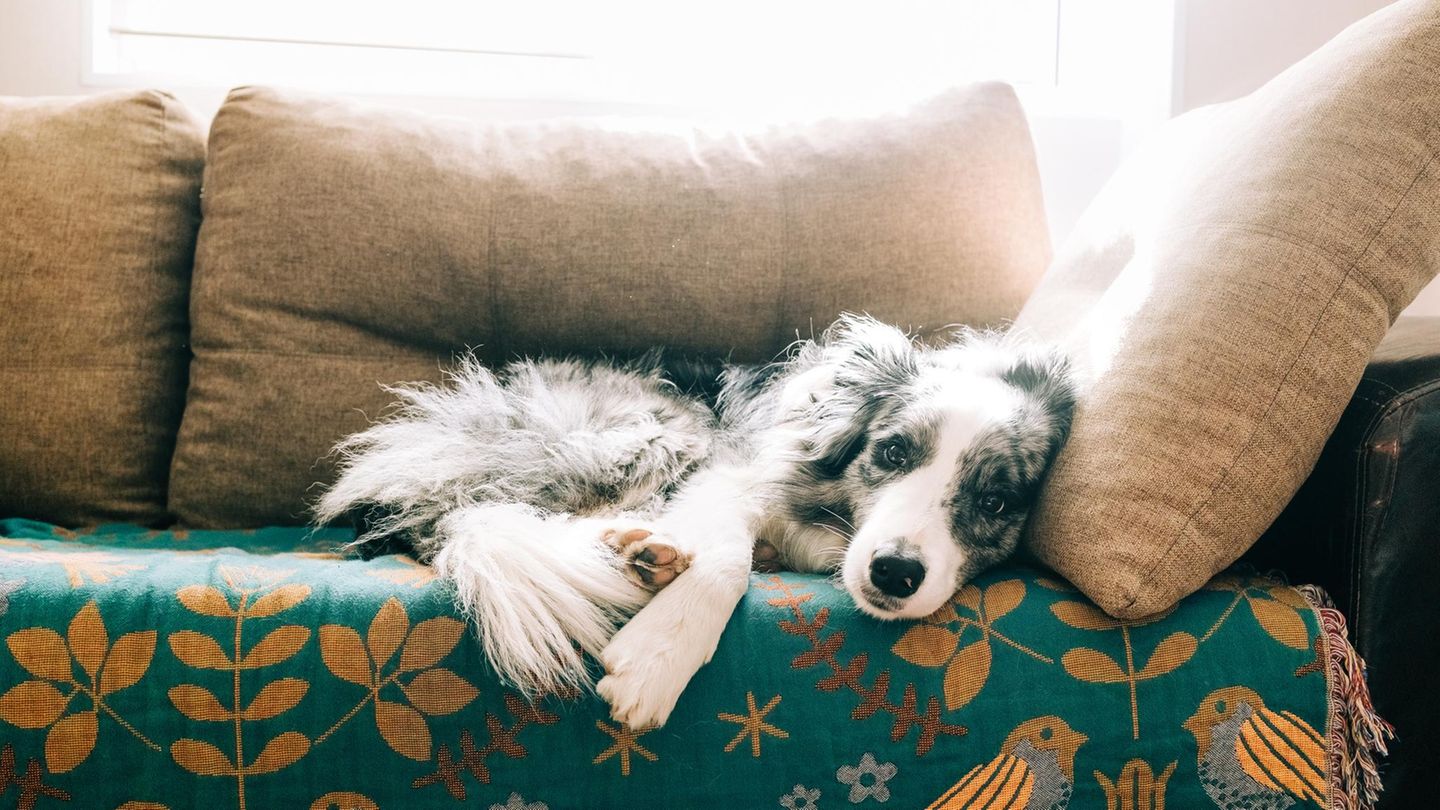 Hund liegt auf dem Sofa und schaut aufmerksam in die Kamera