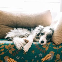 Hund liegt auf dem Sofa und schaut aufmerksam in die Kamera