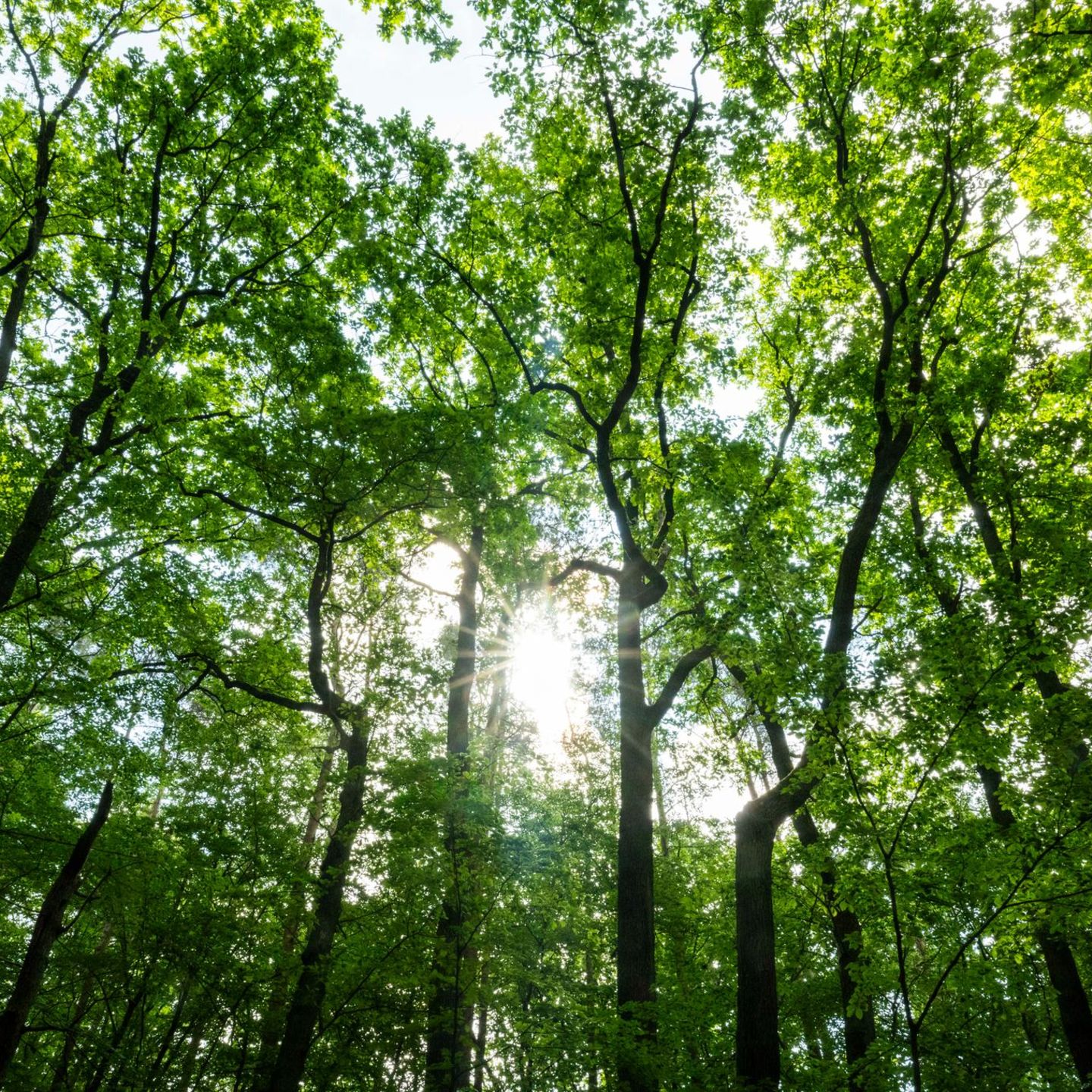 Die Sonne scheint durch Bäume im Tegeler Forst. Für die Waldzustandserhebung wird seit den 1980er-Jahren jährlich ein Netz von Stichproben vom Zustand der Baumkronen dokumentiert