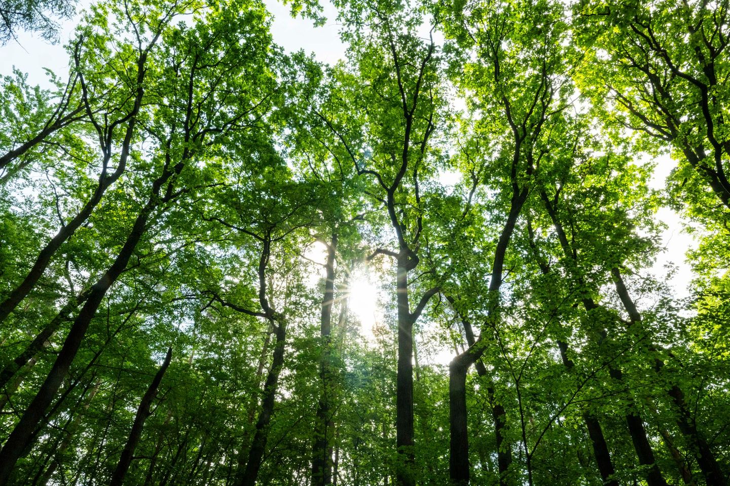 Die Sonne scheint durch Bäume im Tegeler Forst. Für die Waldzustandserhebung wird seit den 1980er-Jahren jährlich ein Netz von Stichproben vom Zustand der Baumkronen dokumentiert
