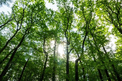 Die Sonne scheint durch Bäume im Tegeler Forst. Für die Waldzustandserhebung wird seit den 1980er-Jahren jährlich ein Netz von Stichproben vom Zustand der Baumkronen dokumentiert
