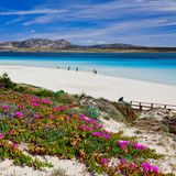 Blüten und weisser Strand auf Sardinien