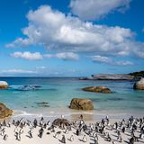 Blick auf die Pinguine am Boulders Beach in SA