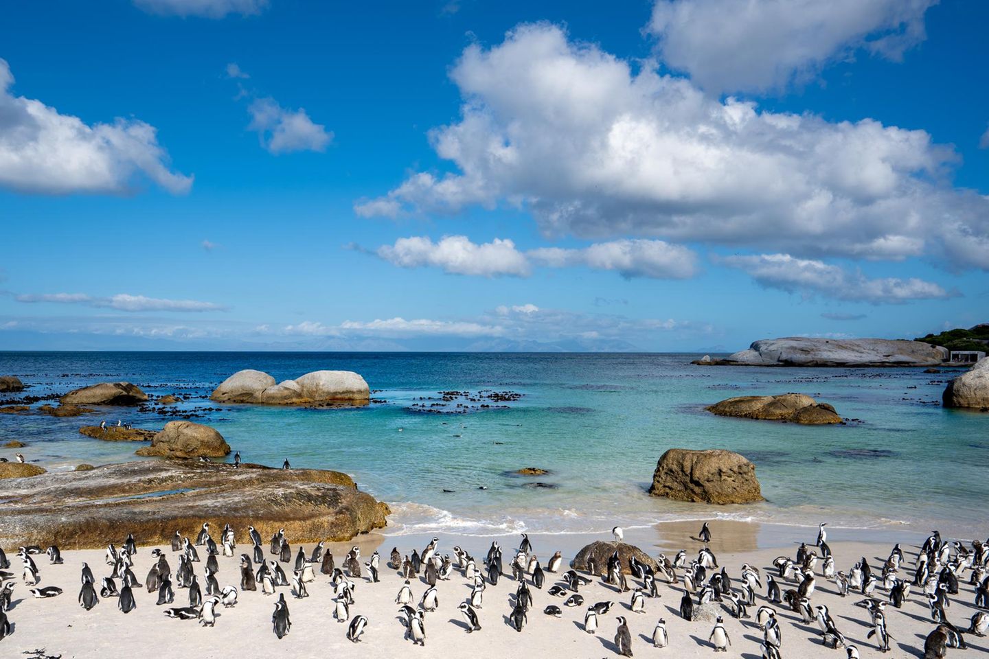 Blick auf die Pinguine am Boulders Beach in SA