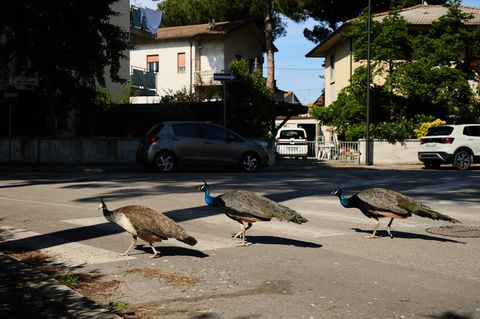 Small Italian Town Is Overrun By Peacocks  PUNTA MARINA, ITALY - MAY 20: A group of peacocks walks through a residential area on May 20, 2026 in Punta Marina, Italy. More than 120 wild peacocks have overpopulated the small Italian seaside resort of Punta Marina, dividing the community after multiplying rapidly in an abandoned complex during the COVID-19 pandemic. While some residents and animal rights groups protect the colourful birds, others complain that they damage car paintwork, block traffic, mess on pavements, and disrupt sleep with loud dawn mating calls