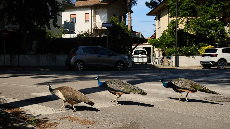 Small Italian Town Is Overrun By Peacocks  PUNTA MARINA, ITALY - MAY 20: A group of peacocks walks through a residential area on May 20, 2026 in Punta Marina, Italy. More than 120 wild peacocks have overpopulated the small Italian seaside resort of Punta Marina, dividing the community after multiplying rapidly in an abandoned complex during the COVID-19 pandemic. While some residents and animal rights groups protect the colourful birds, others complain that they damage car paintwork, block traffic, mess on pavements, and disrupt sleep with loud dawn mating calls