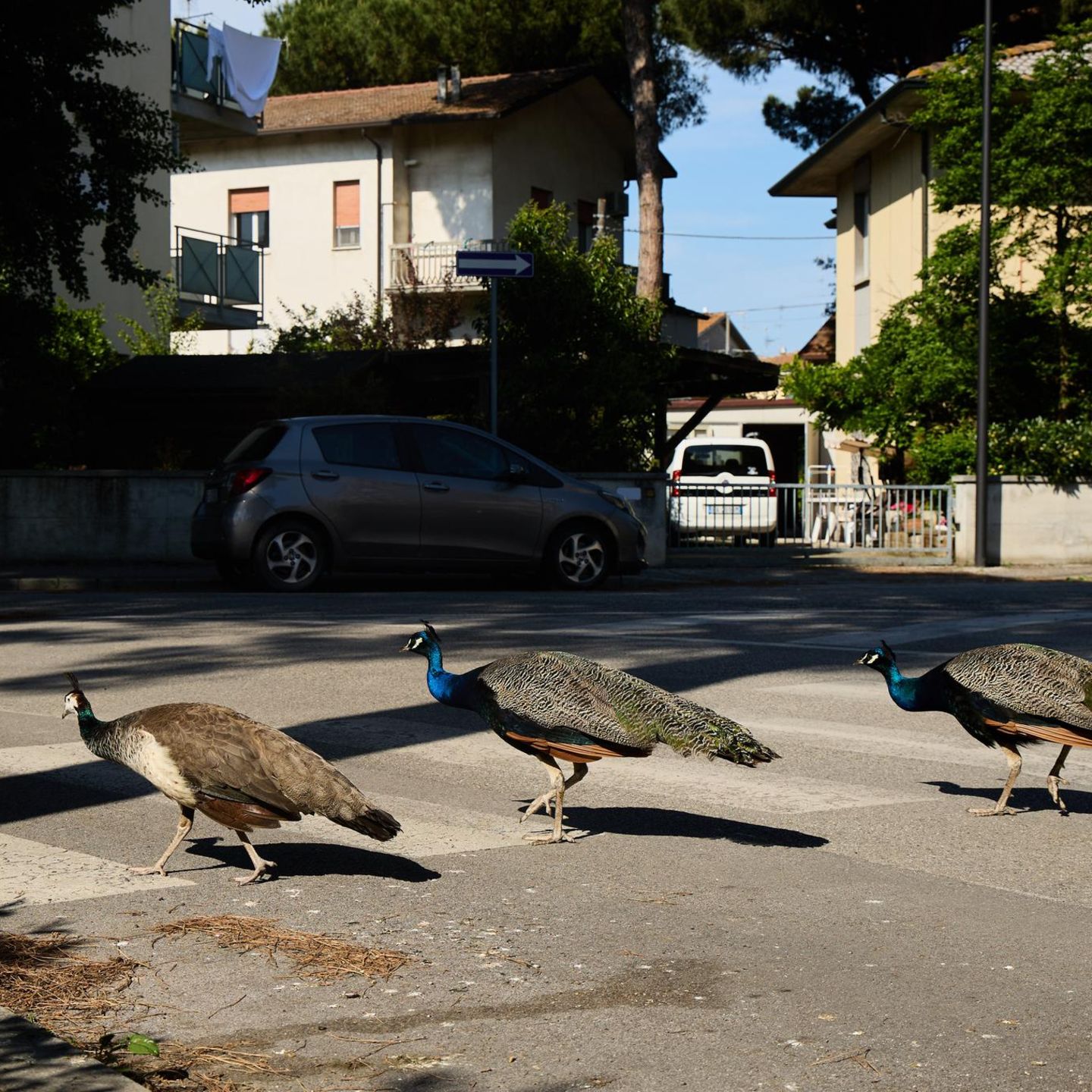 Small Italian Town Is Overrun By Peacocks  PUNTA MARINA, ITALY - MAY 20: A group of peacocks walks through a residential area on May 20, 2026 in Punta Marina, Italy. More than 120 wild peacocks have overpopulated the small Italian seaside resort of Punta Marina, dividing the community after multiplying rapidly in an abandoned complex during the COVID-19 pandemic. While some residents and animal rights groups protect the colourful birds, others complain that they damage car paintwork, block traffic, mess on pavements, and disrupt sleep with loud dawn mating calls