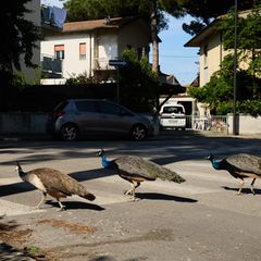 Small Italian Town Is Overrun By Peacocks  PUNTA MARINA, ITALY - MAY 20: A group of peacocks walks through a residential area on May 20, 2026 in Punta Marina, Italy. More than 120 wild peacocks have overpopulated the small Italian seaside resort of Punta Marina, dividing the community after multiplying rapidly in an abandoned complex during the COVID-19 pandemic. While some residents and animal rights groups protect the colourful birds, others complain that they damage car paintwork, block traffic, mess on pavements, and disrupt sleep with loud dawn mating calls