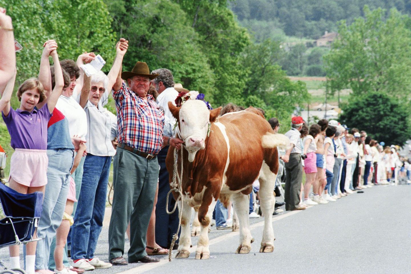 In Maryland halten Menschen ihre Hände, auch eine Kuh steht mit in der Reihe, 1986